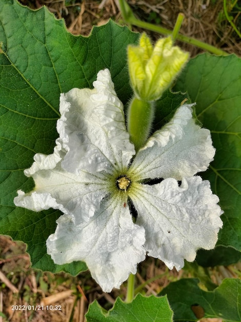 Un fiore bianco con un centro verde e una grande foglia verde.