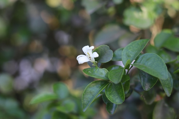 Un fiore bianco con una foglia verde sullo sfondo