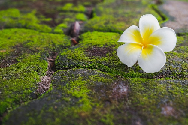 Un fiore bianco del frangipane (plumeria) con muschio verde sulla strada del mattone