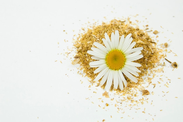 Un fiore bianco di camomilla giace su un mucchio di camomilla a terra asciutta su uno sfondo bianco isolato