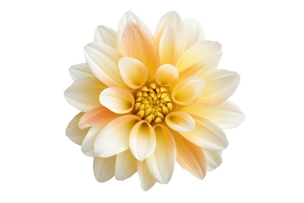 Un fiore bianco e giallo con un centro giallo.