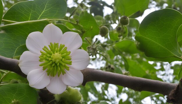 un fiore bianco e rosa