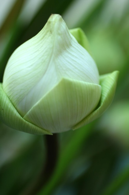 Un fiore bianco in giardino