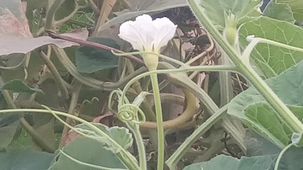 un fiore bianco sta crescendo in un giardino con una grande foglia