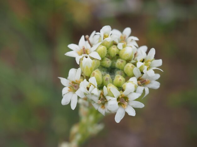 un fiore bianco su un prato estivo