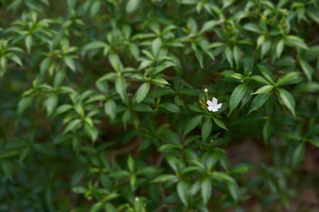 Un fiore bianco sulla priorità bassa del cespuglio verde della sfuocatura