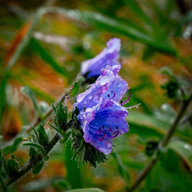 Un fiore blu con la scritta "sopra".