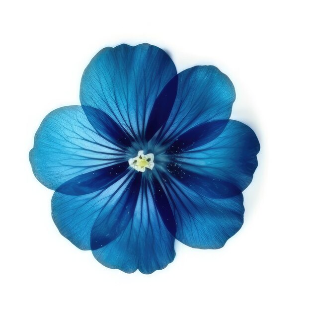 Un fiore blu con un centro bianco che dice "primavera" su di esso