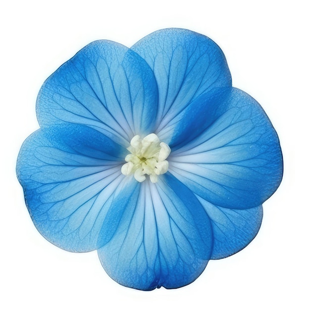 Un fiore blu con un centro bianco e uno sfondo bianco