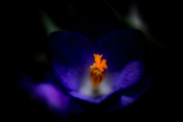 Un fiore blu con un centro giallo e un centro bianco.