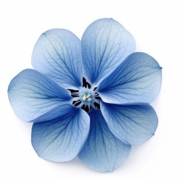 Un fiore blu con uno sfondo bianco con una punta nera.