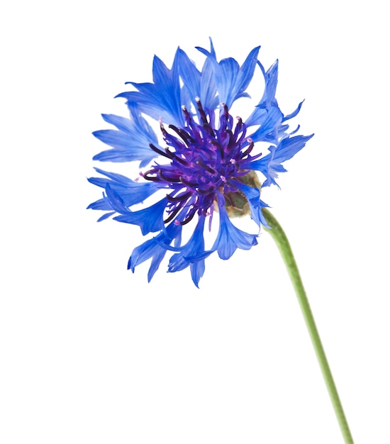 Un fiore blu