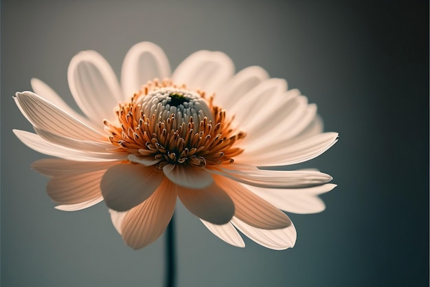 Un fiore che è bianco e ha un centro giallo.