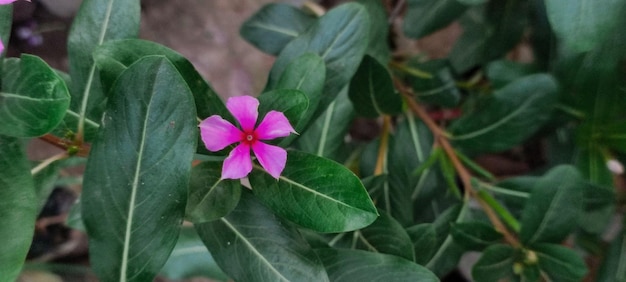 Un fiore che è rosa e ha un centro rosso.