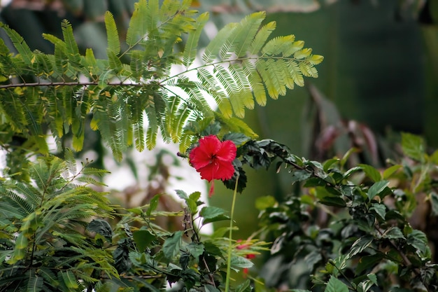 Un fiore che è rosso