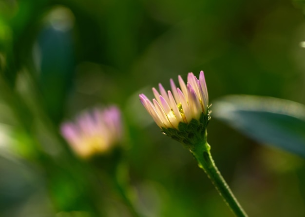 Un fiore che è viola e ha un piccolo centro giallo.