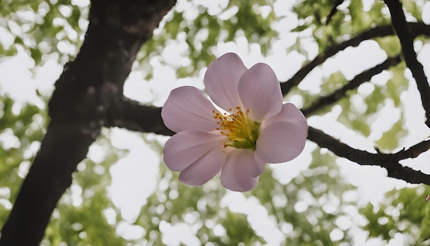 un fiore che fiorisce in primavera