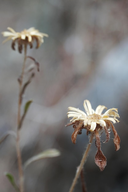 Un fiore che non è a fuoco