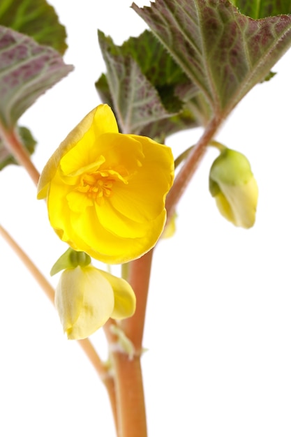 Un fiore che sboccia, la begonia è fotografata macro. Isolato su superficie bianca.