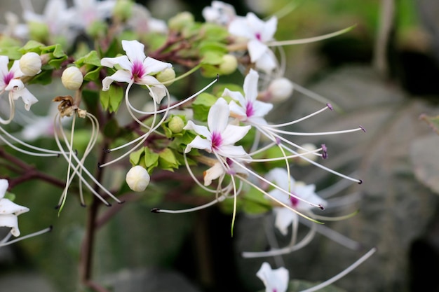 Un fiore che si chiama fiore