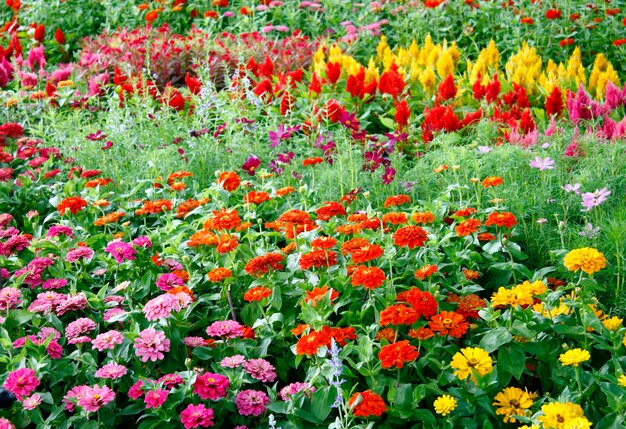 un fiore colorato in giardino