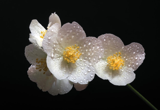 Un fiore con gocce d'acqua su di esso e le gocce d'acqua su di esso.