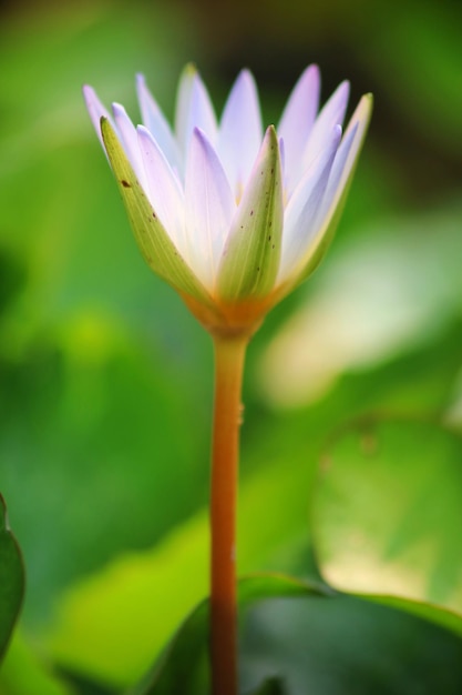 Un fiore con sopra il numero 3