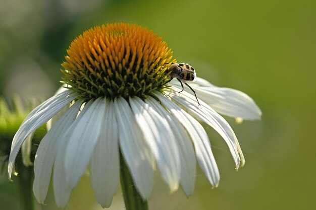 Un fiore con sopra un insetto