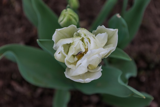 un fiore con un centro giallo che dice api su di esso