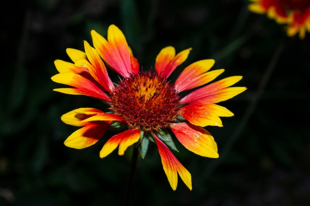 Un fiore con un centro giallo e rosso e un centro rosso.