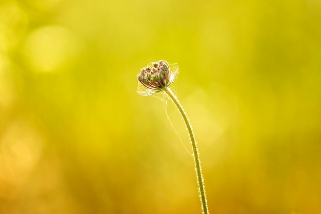 Un fiore con uno sfondo verde