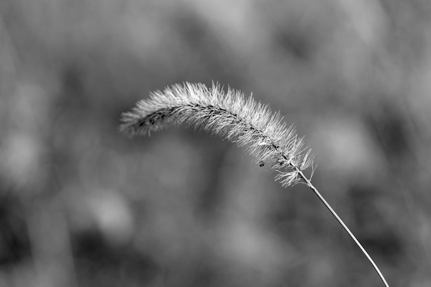 Un fiore d'erba in bianco e nero