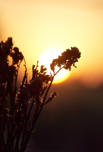 Un fiore davanti al sole