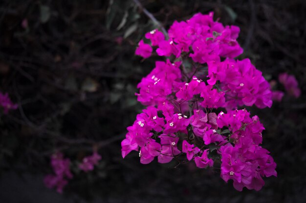 Un fiore di buganvillea rosa sta fiorendo nel giardino.