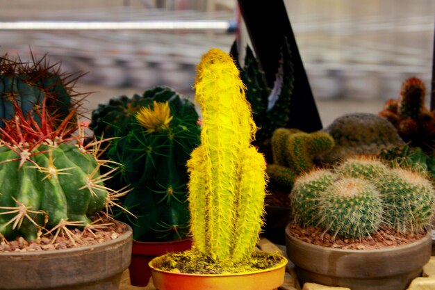 Un fiore di cactus in un vaso Echinocactus grusonii Fiori e piante casalinghe Una pianta spinosa Texas