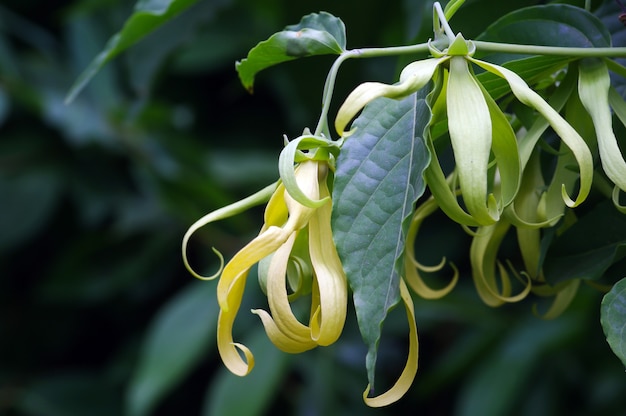 Un fiore di cananga odorata, noto come cananga