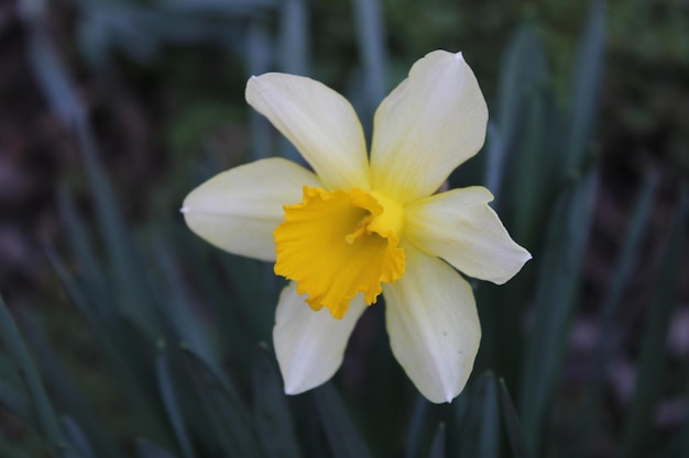 Un fiore di colore giallo