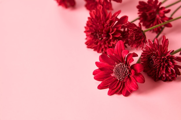 Un fiore di crisantemo rosso su sfondo rosa.