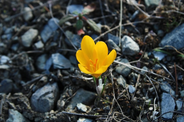 Un fiore di croco giallo è nel terreno.