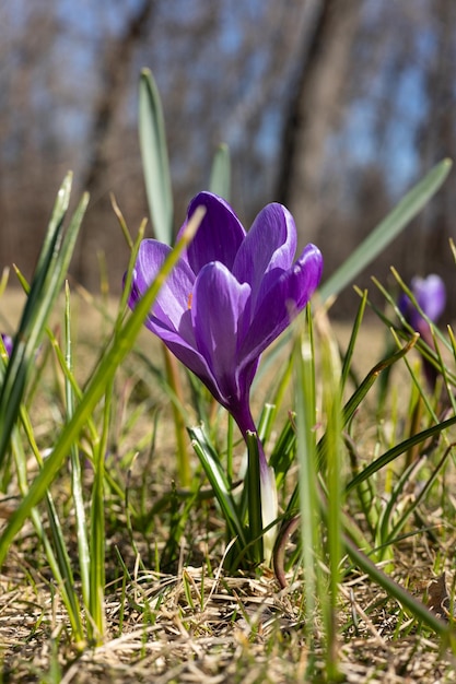 Un fiore di croco nell'erba