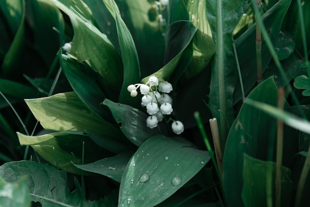 un fiore di fiori bianchi con gocce d'acqua su di esso.