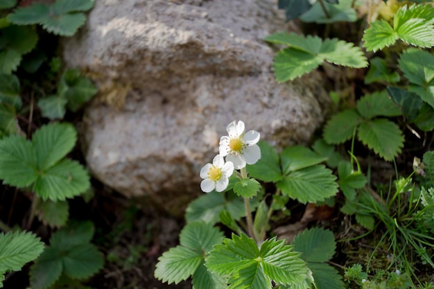 Un fiore di fragola bianco è tra le fragole