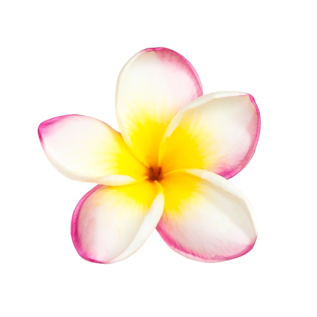 Un fiore di frangipani tropicale rosa isolato su sfondo bianco