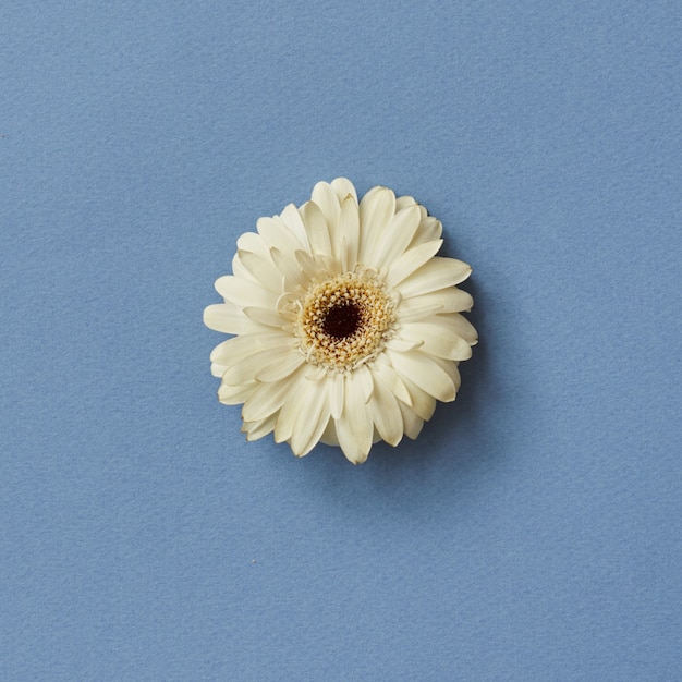 Un fiore di gerbera bianco isolato su sfondo blu