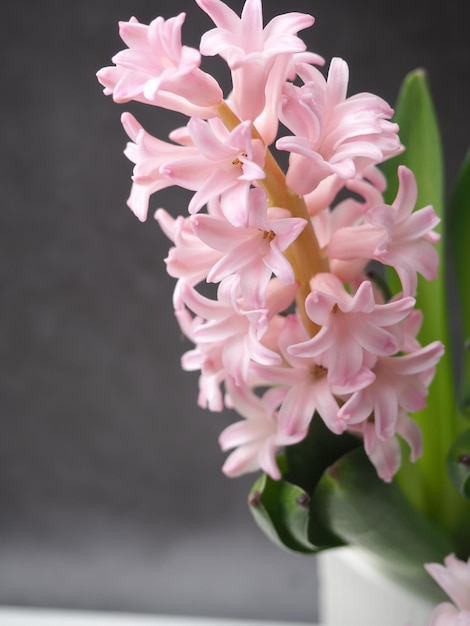 Un fiore di giacinto rosa con sopra la parola giacinto