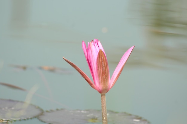 Un fiore di giglio rosa