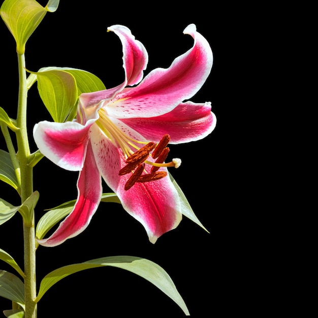 Un fiore di giglio rosso e bianco su un ramo. Ibrido. Isolato su sfondo nero