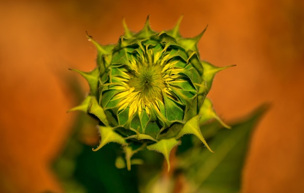 Un fiore di girasole giallo brillante sboccia sul campo Messa a fuoco selettiva