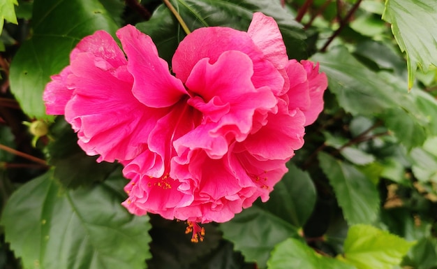 Un fiore di ibisco rosa con uno sfondo verde