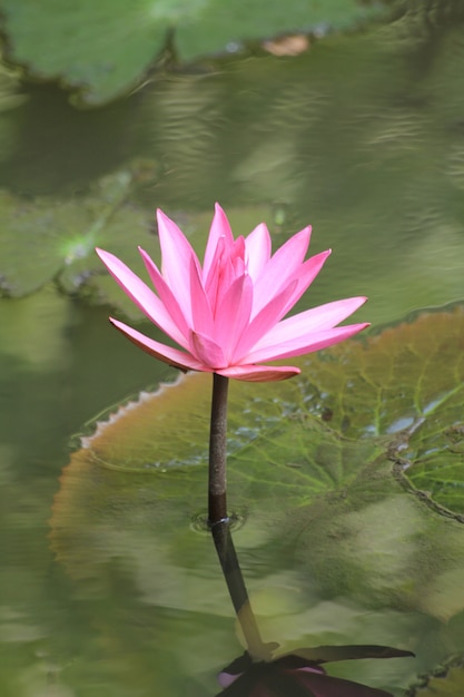 Un fiore di loto rosa in crescita verticale.